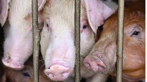 African Swine Fever confirmed in Thirumitticode, Palakkad.