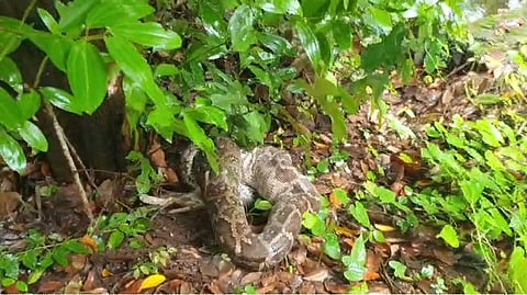 in thrissur python swallowed cat