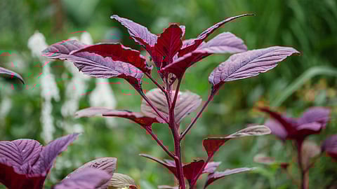 Red spinach