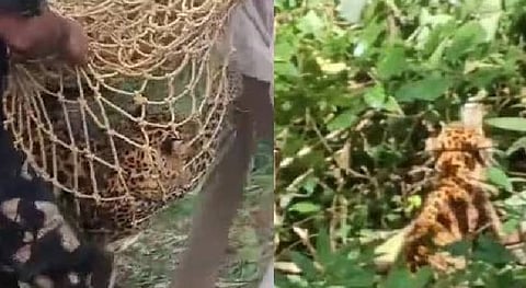 The leopard captured in Amboori has died