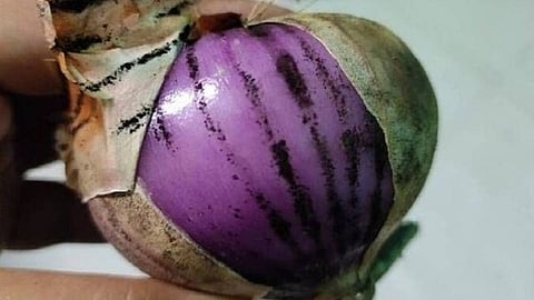 onion black spots