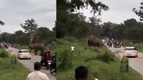 Tourist Narrowly Escapes Death in Bandipur Elephant Attack