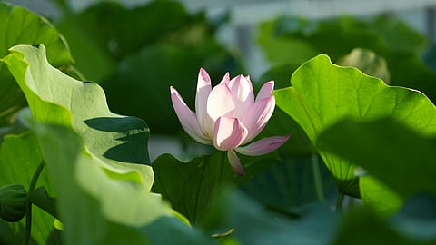 lotus and leaves in a pound