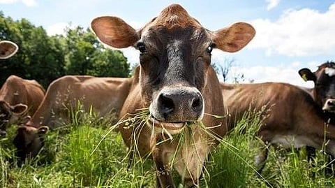 Congress' MP speaks for cow as 'state mother'