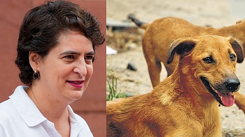 Dogs are most beautiful, gentle creatures, do not deserve cruelty: Priyanka on SC directive
