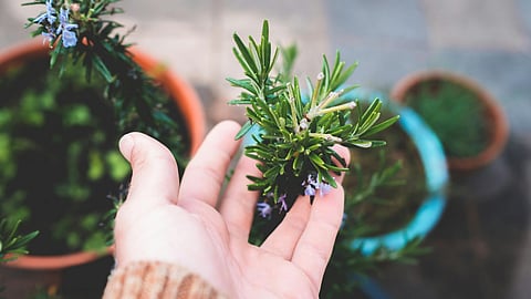 someone holding rosemary plant