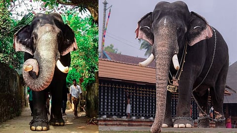 kerala popular elephant Erattupetta Ayyappan dies