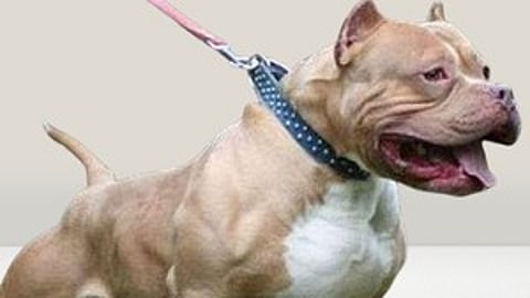 one person dies after being bitten by a pitbull dog in chennai
