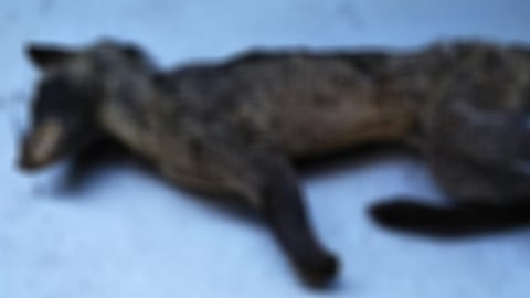 A civet was found dead in the water tank at the Kozhikode Collectorate