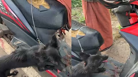 A dog was tied to the back of a scooter and dragged