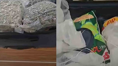 hybrid cannabis seized