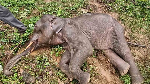 elephant skeleton and a baby elephant found in the Aralam Farm