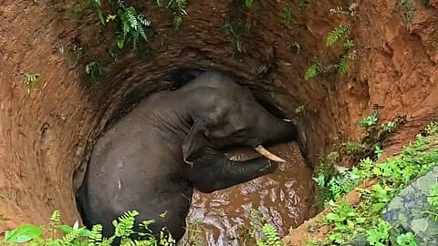 Wild elephant falls into well in residential area in Kothamangalam