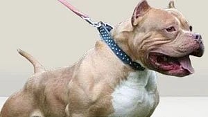 Dubai court fines maid Dh1,500 for dog biting child