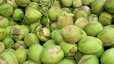 Lakshadweep mandates permission to pluck coconuts