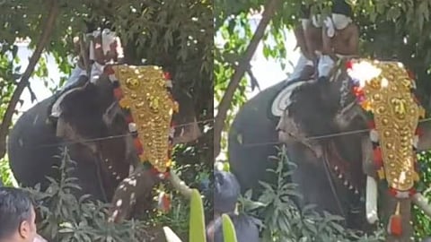 Cherpulassery Manikandan, an elephant, ran amok during a Krishna Janmashtami procession