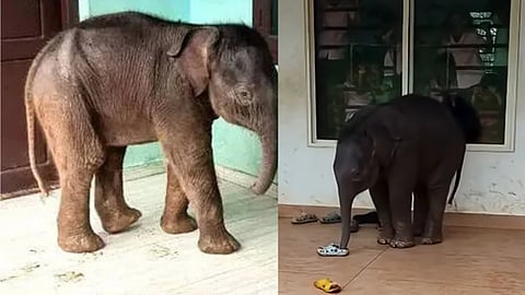 viral child elephant in Chekadi died