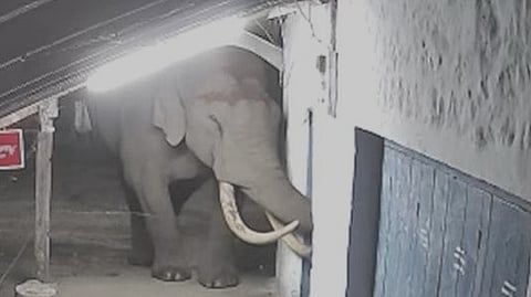 Tusker Padayappa attacks again in Munnar rajamala