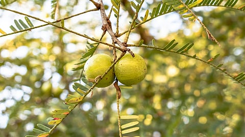 amla