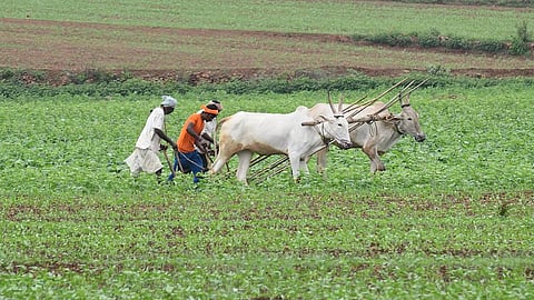 One farmer commits suicide every hour in India ncrb Report