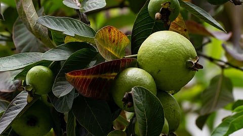 image of guava