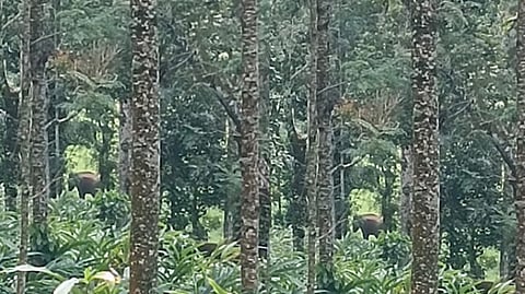 wild elephant attack