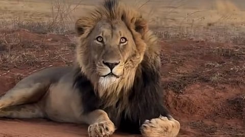 Vandalur zoo Missing lion