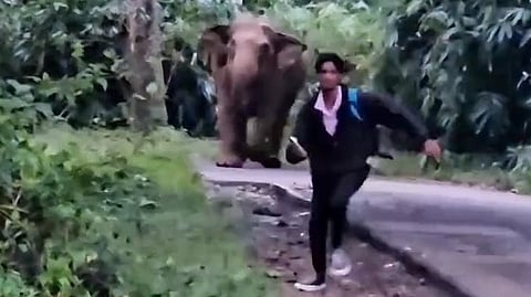 wild elephant rushes