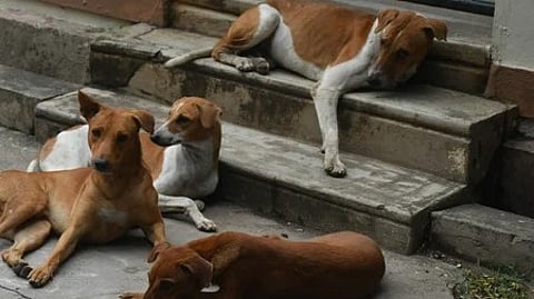 Stray dogs case: SC directs chief secretaries of states, UTs to appear before it on Nov 3