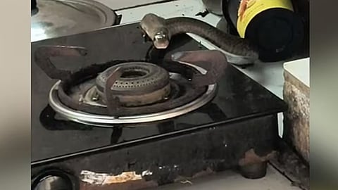 Snake Found in Lodge Kitchen in Ranni