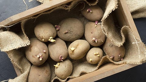 sprouted potatoes