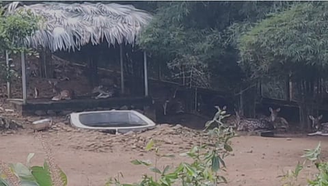 Puthur Zoological Park deer stray dog attack