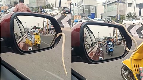 As Snake Slithers Out Of Car Side Mirror In Tamil Nadu