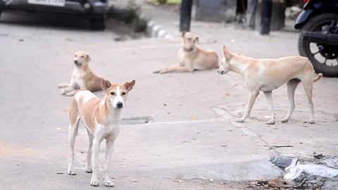 Karnataka mandates free emergency care for dog, animal, snake bite victims