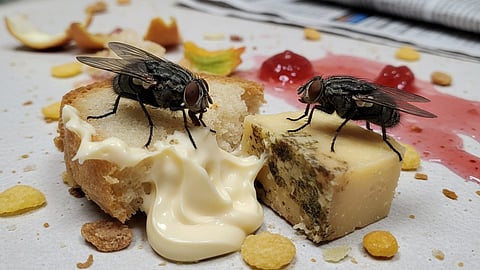 Flies on food