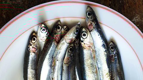 fish sardine