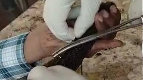 80 Stitches, 2-Hour Surgery: How Madhya Pradesh Doctors Saved Injured Cobra