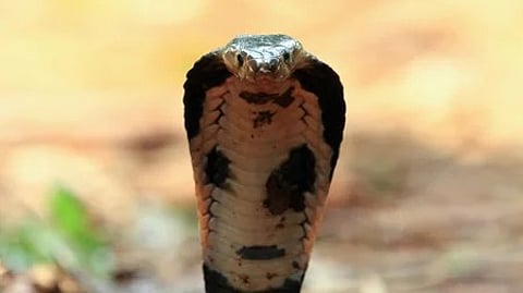 Candidate bitten by snake in Palakkad