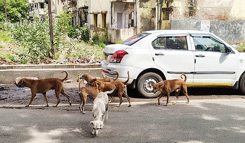 During Stray Dogs Hearing, Supreme Court's 'Cats And Rats' Quip