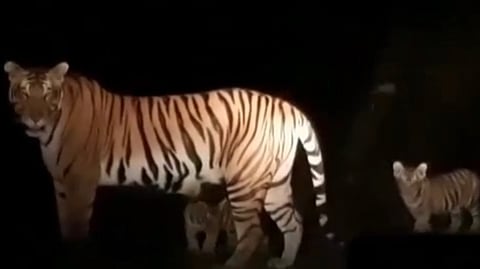 Tiger appears in Munnar