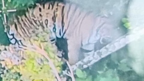 Tiger caught on camera