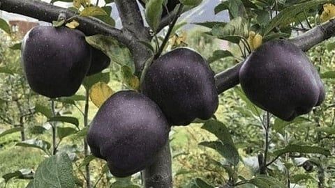 Black Diamond Apples