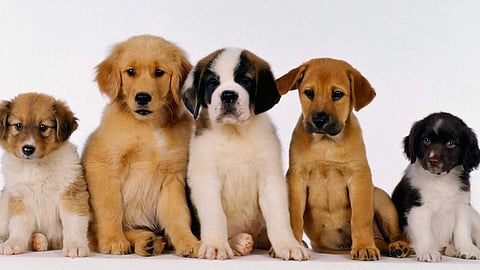 licence became mandatory to have dogs