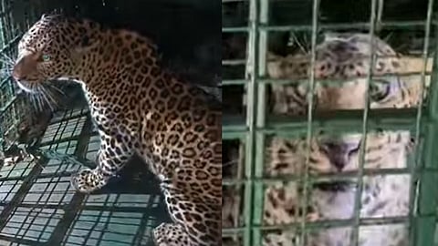 leopard trapped in cage