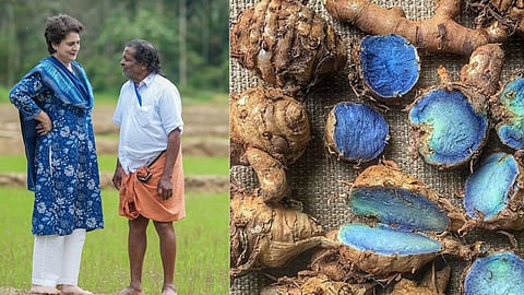 Priyanka Gandhi mentions blue turmeric in Wayanad during winter session