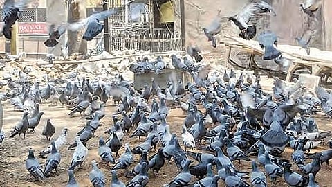 Court fines Mumbai resident Rs 5,000 for feeding pigeons