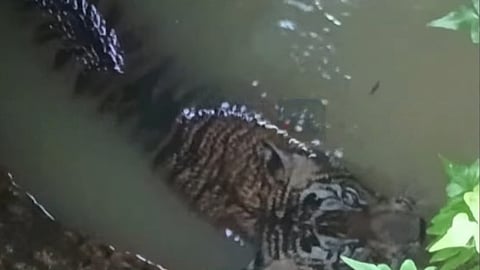 Tiger falls into well