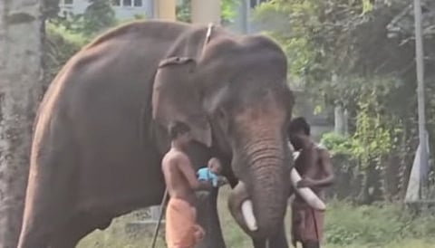 Baby miraculously survives after falling under elephant's feet