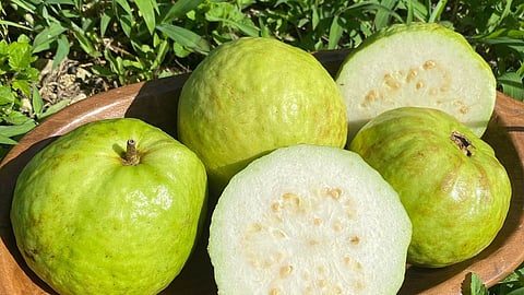 Guava