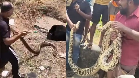 pythons captured Alappuzha